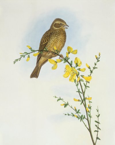 Majsspurv (Miliaria o Emberiza calandra), Indgravering af John Gould af John Gould