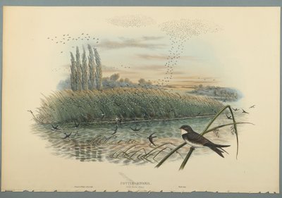Cotyle Riparia (farve litho på vævet papir) af John Gould