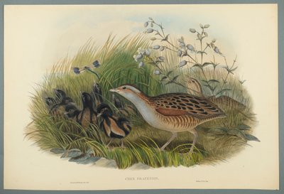 Crex Pratensis - Landrail eller Corn Crane (farve litho på vævet papir) af John Gould