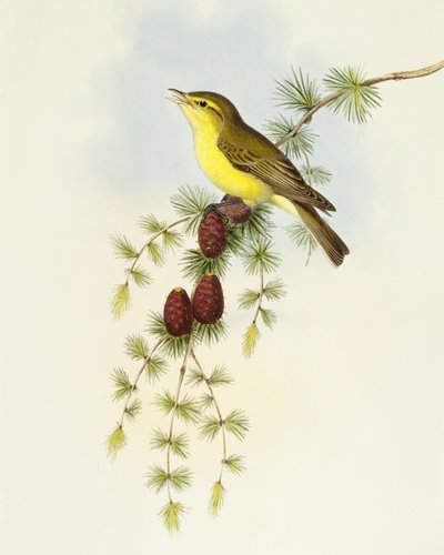 Fluesnapper (Ficedula hypolaris), Indgravering af John Gould af John Gould