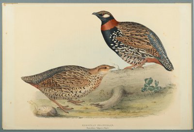 Francolinus Vulgaris (Briss): Europæisk Francolin (farve litho på vævet papir) af John Gould
