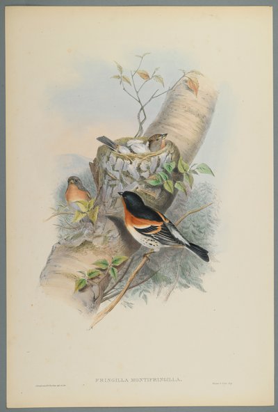 Fringilla Montifringilla - Bramblefinsh (farve litho på vævet papir) af John Gould