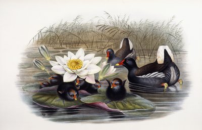 Gallinula Chloropus af John Gould