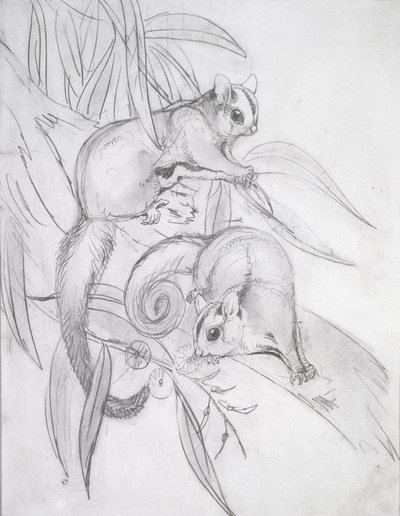 Glidende possums (blyant) af John Gould