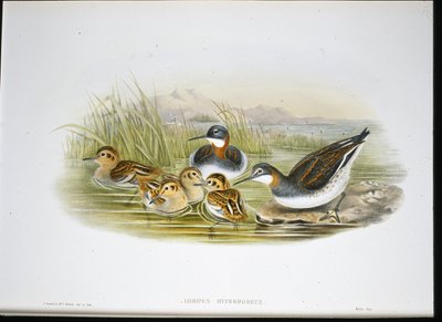 Blank Ibis (Falcinella Fire) (håndfarvet litho) af John Gould
