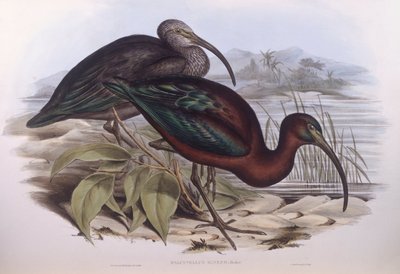 Blank ibis (Plegadis falcinellus), Indgravering af John Gould af John Gould
