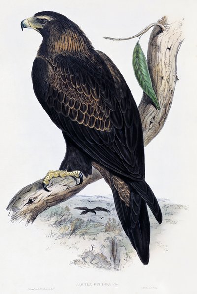 Golden Eagle (Aquila chrysaetos), litografi fra Birds of Australia og Storbritannien af John Gould (1804-1881), Storbritannien af John Gould