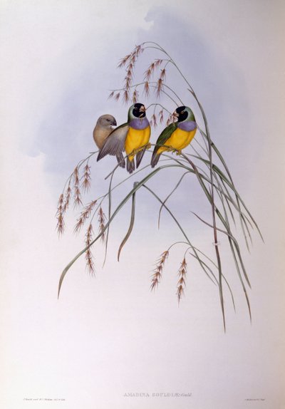 Gouldian fink (Chloebia eller Erythrura gouldiae), Indgravering af John Gould af John Gould