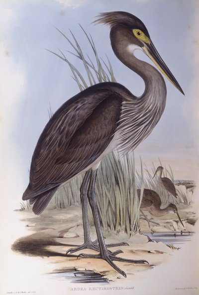 Stornæbbehejre (Ardea sumatrana), Indgravering af John Gould af John Gould