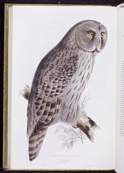 Great Cinereous Owl, fra "The Birds of Great Britain", udgivet London, 1862-73 af John Gould
