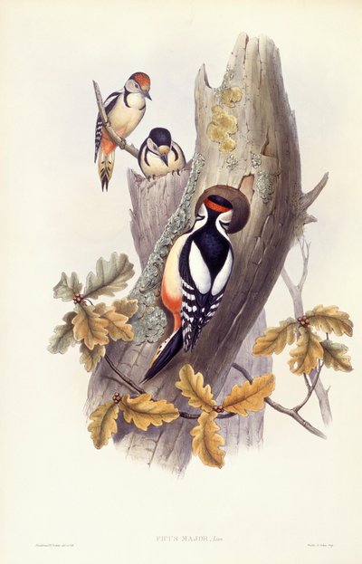 Stor flagspætte (Dendrocopos major), gravering af John Gould af John Gould