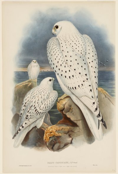  af John Gould