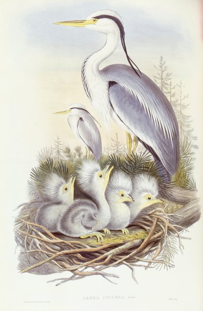 Gråhejre (Ardea cinerea), gravering af John Gould af John Gould