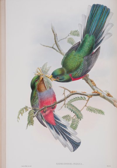 Hapaloderma Narina, tallerken fra The Birds of Great Britain af John Gould, udgivet 1862-73 (håndfarvet litho) af John Gould