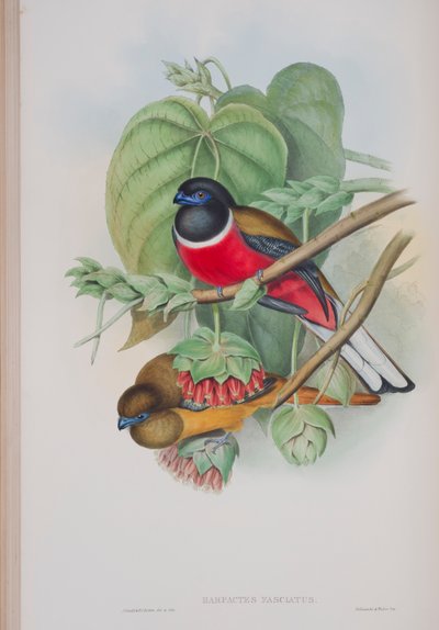 Harpactes Fasciatus, plade fra The Birds of Great Britain af John Gould, udgivet 1862-73 (håndkoloreret litho) af John Gould