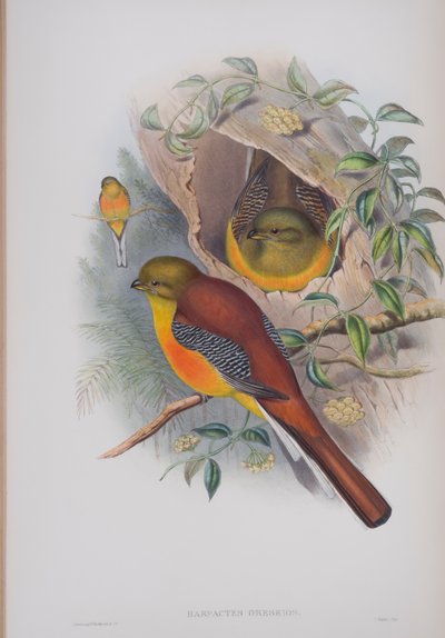 Harpactes Oreskios, tallerken fra The Birds of Great Britain af John Gould, udgivet 1862-73 (håndkoloreret litho) af John Gould