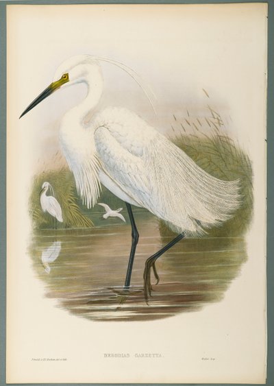 Herodias Garzetta - Lille Egret (farve litho på vævet papir) af John Gould