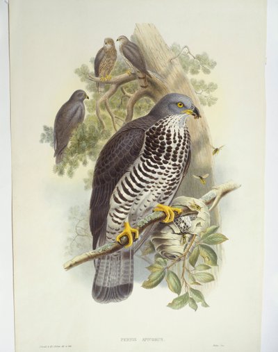 Honningvåge (Pernis apivorus), illustration af John Gould