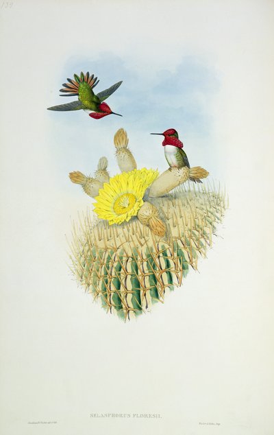 Hummingbird, graveret af Walter og Cohen af John Gould