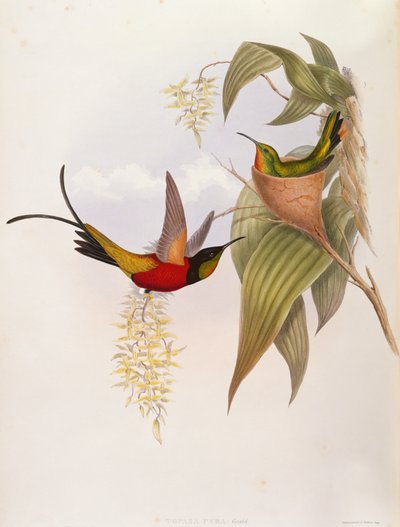 Kolibrier (Topaza Pyra) fra A Monograph of the Trochilid af John Gould