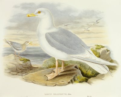 Islandsmåge (Larus glaucoides), Indgravering af John Gould af John Gould