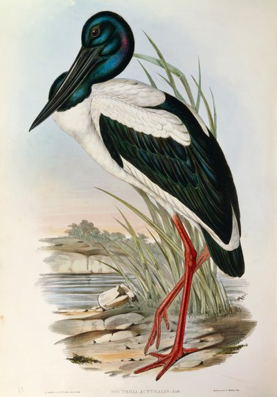 Illustration fra John Goulds "The Birds of Australia", der repræsenterer den sorthalsede stork Ephippiorhynchus asiaticus, af John Gould