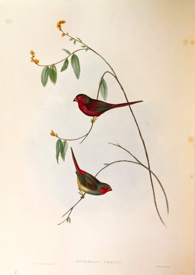 Illustration fra John Goulds "The Birds of Australia" repræsenterende Crimson Finch Neochmia phaeton, farvet gravering af John Gould