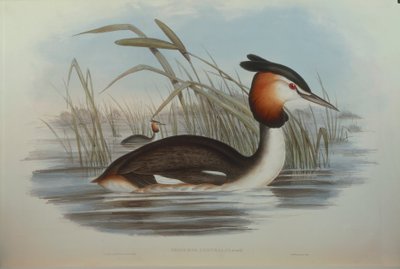 Illustration fra John Goulds "The Birds of Australia", der repræsenterer Southern Crested Grebe Podiceps cristatus australis, af Oscar Dressler af John Gould