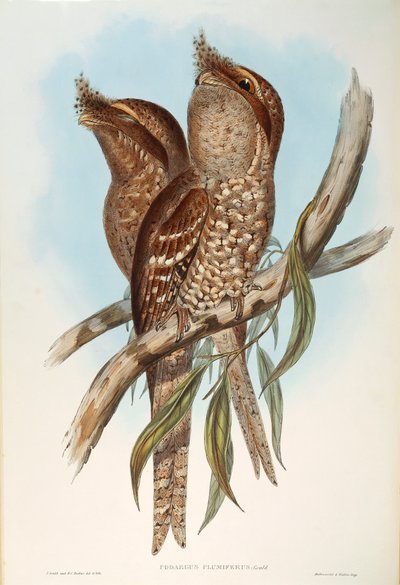 Illustration fra John Goulds "The Birds of Australia", der repræsenterer Tawny Frogmouth Podargus strigoides, af Oscar Dressler af John Gould