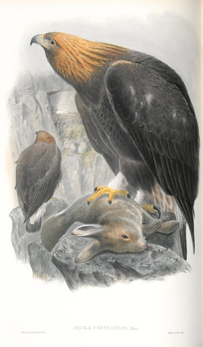 Illustration af Aquila Chrysaetos (Golden Eagle) af John Gould