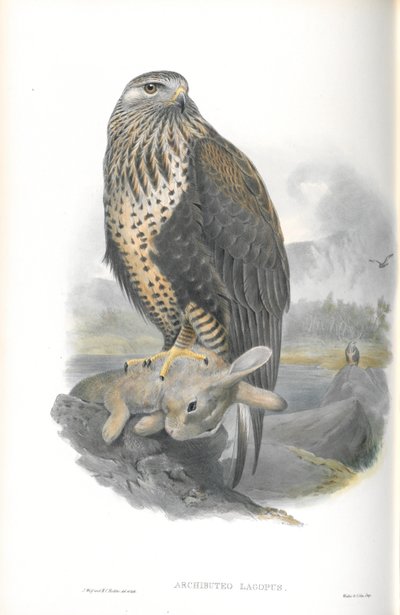 Illustration af Archibuteo Lagopus (rubenet musvåge) af John Gould