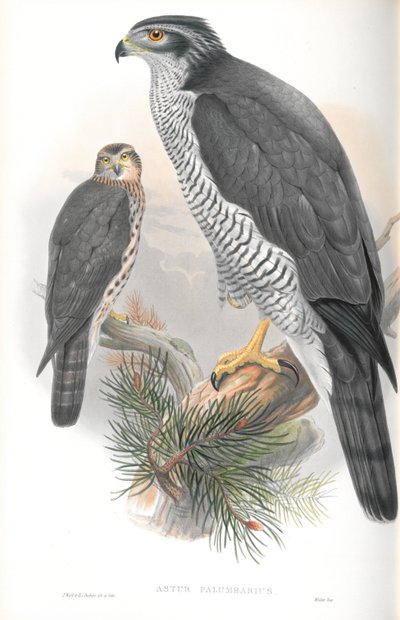Illustration af Astur Palumbarius (Goshawk) af John Gould