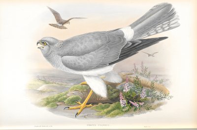 Illustration af Cirkus Cyaneus (Hen Harrier) af John Gould