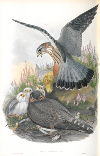 Illustration af Falco Aesalon (Merlin) af John Gould