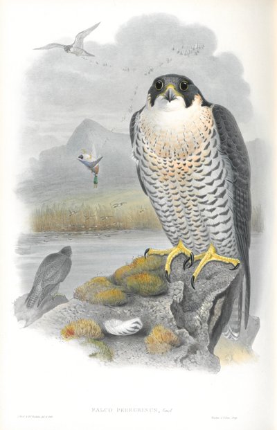 Illustration af Falco Peregrinus (Peregrine Falcon) af John Gould