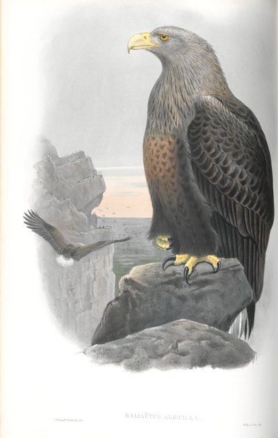 Illustration af Haliaeetus Albicilla (Havørn) af John Gould
