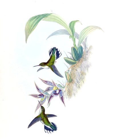 Illustration af Phlogophilus hemileucurus på Paphinia cristata (orkidé) af John Gould