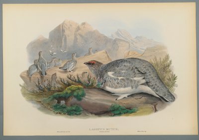 Lagopus Mutus, efterårsfjerdragt: Almindelig rype (farve litho på vævet papir) af John Gould
