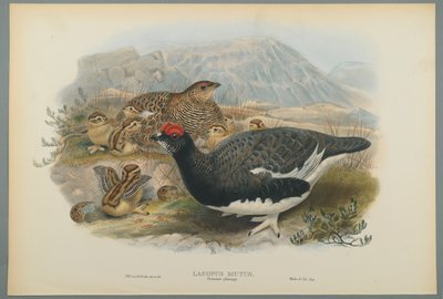 Lagopus Mutus, sommerfjerdragt: Almindelig rype (farve litho på vævet papir) af John Gould