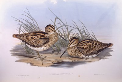 Lathams snipe (Gallinago hardwickii), Indgravering af John Gould af John Gould