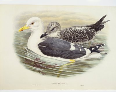 Lille måge (Larus fuscus), illustration af John Gould