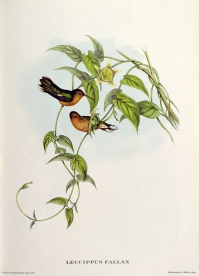 Leucippus Fallax af John Gould
