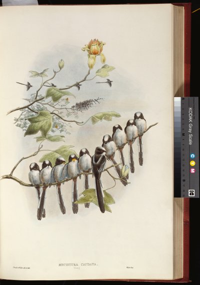 Long-tailed Titdani af John Gould