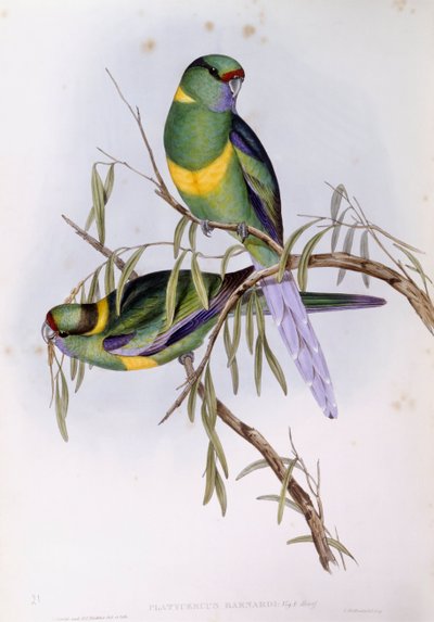 Mallee ringneck (Platycercus eller Barnardius barnardi), gravering af John Gould af John Gould