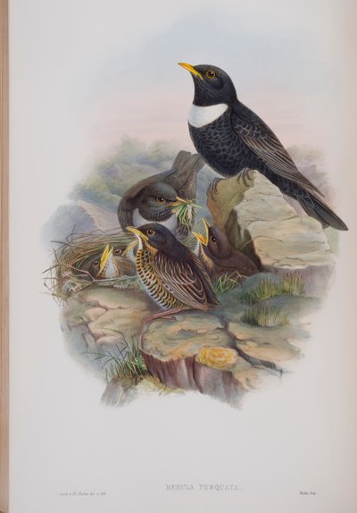 Merula Torquata, plade fra The Birds of Great Britain af John Gould, udgivet 1862-73 (håndkoloreret litografi) af John Gould