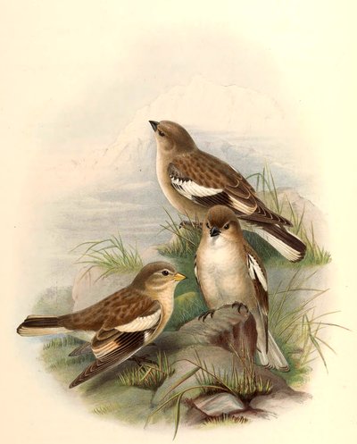 Montifringilla adamsi af John Gould