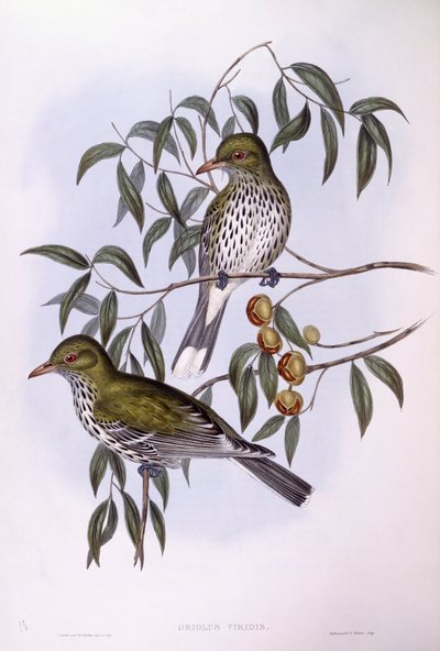 Olivenrygget oriole (Oriolus sagittatus), gravering af John Gould af John Gould