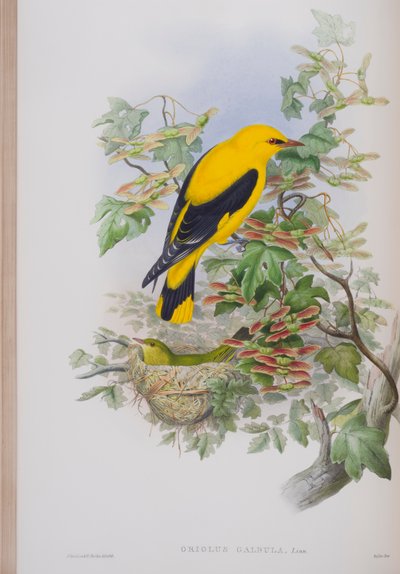 Oriolus Galbula, plade fra The Birds of Great Britain af John Gould, udgivet 1862-73 (håndkoloreret litografi) af John Gould