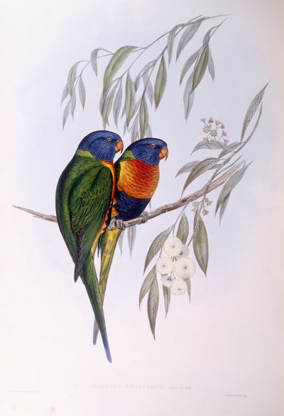 Udsmykket lorikeet (Trichoglossus ornatus), Indgravering af John Gould af John Gould