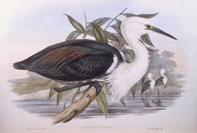 Stillehavshejre (Ardea pacifica), gravering af John Gould af John Gould